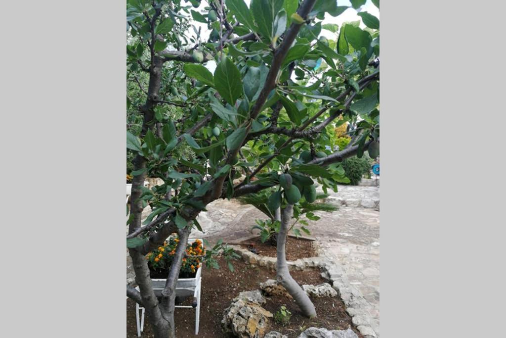 Villa Arenella فيستَ المظهر الخارجي الصورة